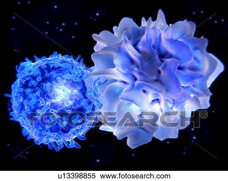 T-cell and dendritic cell interacting View Large Photo Image Stock Photography - T-cell and dendritic cell interacting. Fotosearch