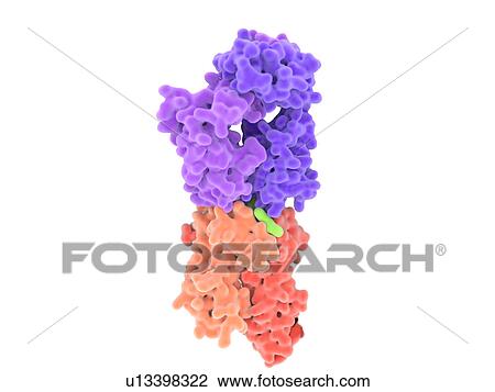 Stock Image - T-cell receptor-MHC-antigen complex. Fotosearch