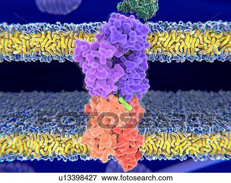 T-cell receptor-MHC-antigen complex View Large Photo Image Stock Photo - T-cell receptor-MHC-antigen complex. Fotosearch