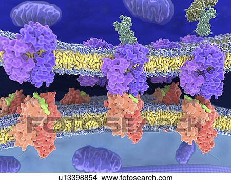 T-cell receptor-MHC-antigen complexes View Large Photo Image Picture - T-cell receptor-MHC-antigen complexes. Fotosearch