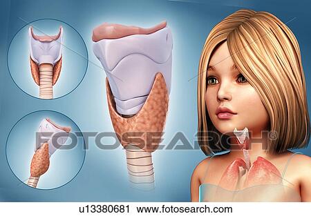 Thyroid, illustration View Large Photo Image Stock Image - Thyroid, illustration. Fotosearch