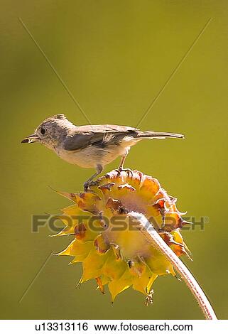 Stock Photograph - Titmouse. Fotosearch