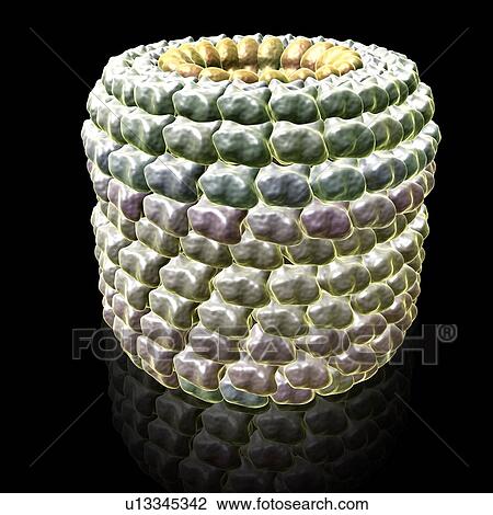 Tobacco mosaic virus, illustration View Large Photo Image Stock Image - Tobacco mosaic virus, illustration. Fotosearch