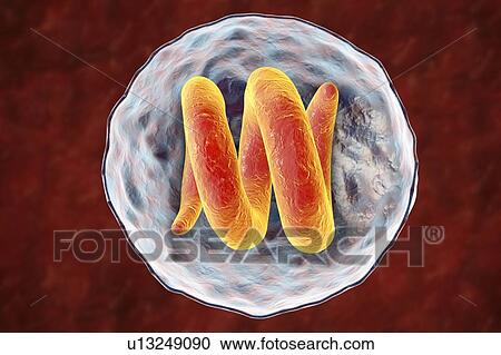 Trichina roundworm, illustration View Large Photo Image Stock Image - Trichina roundworm, illustration. Fotosearch