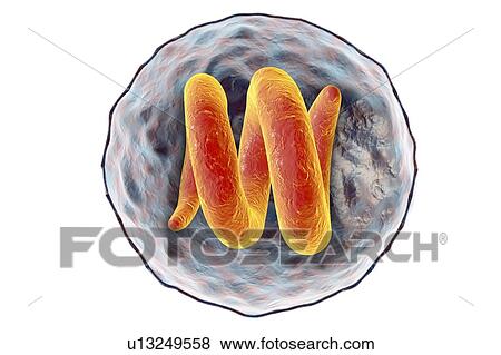 Trichina roundworm, illustration View Large Photo Image Stock Photo - Trichina roundworm, illustration. Fotosearch