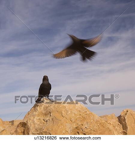 Stock Photograph - Tristram's Starlings. Fotosearch