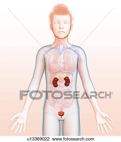 Stock Image - Urinary system, illustration. Fotosearch