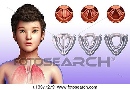 Stock Photo - Vocal cords and larynx, illustration. Fotosearch