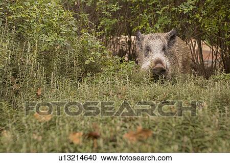 Stock Image - wild boar (Sus scrofa). Fotosearch