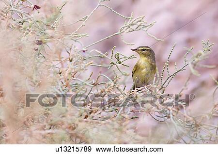 Willow Warbler (Phylloscopus trochilus View Large Photo Image Stock Photo - Willow Warbler (Phylloscopus trochilus. Fotosearch