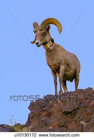 Stock Image - Big Horn Sheep. Fotosearch