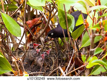 Blackbird View Large Photo Image Stock Photo - Blackbird. Fotosearch