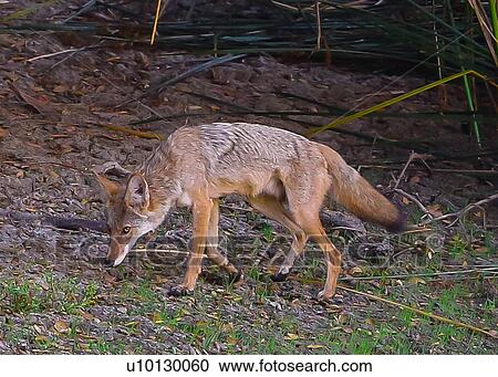 Stock Image - Coyote. Fotosearch