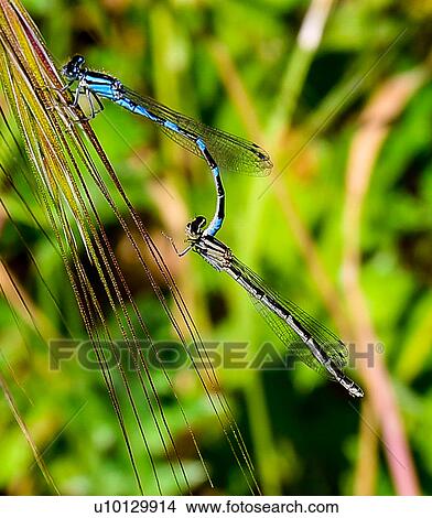 Dragon Flies View Large Photo Image Picture - Dragon Flies. Fotosearch