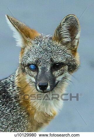 Stock Image - Gray fox. Fotosearch