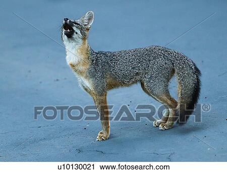 Gray fox View Large Photo Image Stock Image - Gray fox. Fotosearch