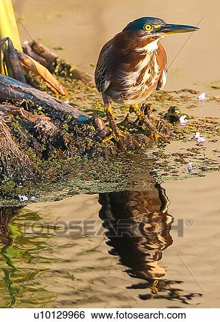 Green Heron View Large Photo Image Stock Photograph - Green Heron. Fotosearch