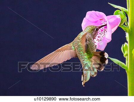 Hummingbird View Large Photo Image Stock Image - Hummingbird. Fotosearch