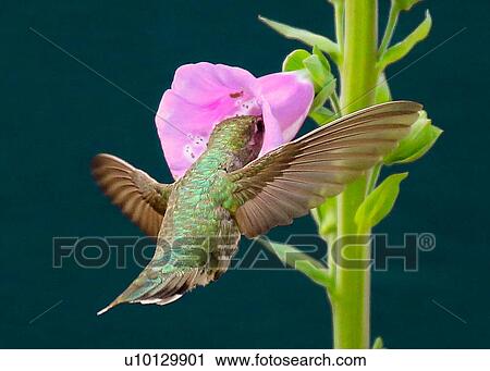 Stock Image - Hummingbird. Fotosearch