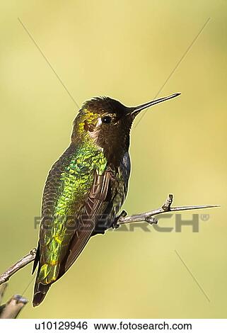 Stock Photograph - Hummingbird. Fotosearch