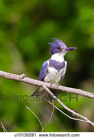 Kingfisher View Large Photo Image Stock Image - Kingfisher. Fotosearch