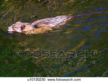 Muskrat View Large Photo Image Stock Image - Muskrat. Fotosearch