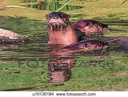 Picture - Otters. Fotosearch