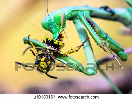 Stock Photo - Praying Mantis. Fotosearch