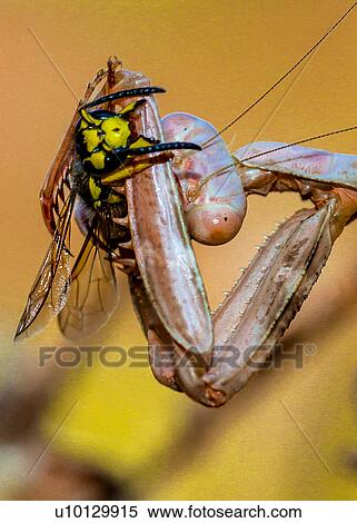 Stock Photography - Praying Mantis. Fotosearch