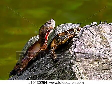 Picture - Turtles. Fotosearch