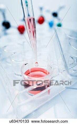 Stock Image - A precision micropipette is used to transfer a small amount of red solution to a multi-well plate. Fotosearch