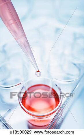 Stock Photo - A precision micropipette is used to transfer a small amount of red solution to a multi-well plate. Fotosearch