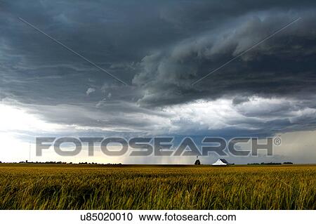 Stock Image - A storm over a golden wheat field threatens a farm and barn south of Tonkawa, Oklahoma. Fotosearch