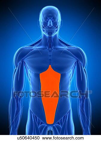 Abdominal muscle, illustration View Large Photo Image Stock Image - Abdominal muscle, illustration. Fotosearch