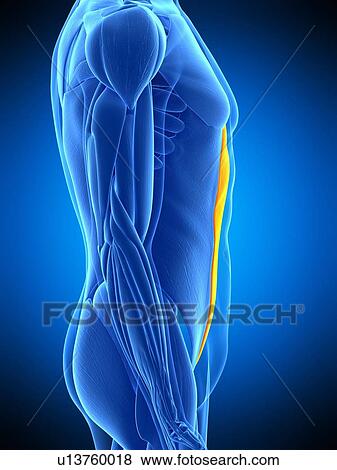 Abdominal muscle, illustration View Large Photo Image Stock Photo - Abdominal muscle, illustration. Fotosearch