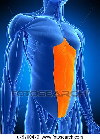 Stock Photo - Abdominal muscle, illustration. Fotosearch