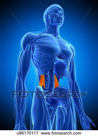 Abdominal muscle, illustration View Large Photo Image Stock Photo - Abdominal muscle, illustration. Fotosearch