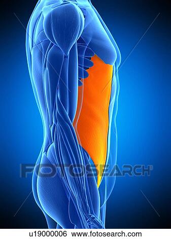 Stock Photograph - Abdominal muscle, illustration. Fotosearch