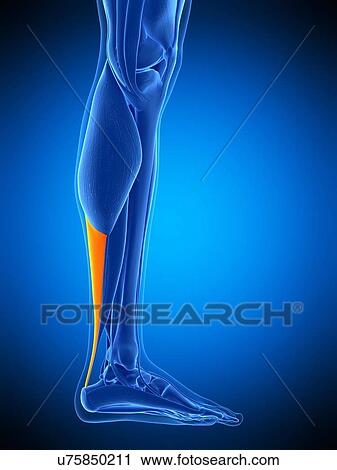 Stock Image - Achilles tendon, illustration. Fotosearch