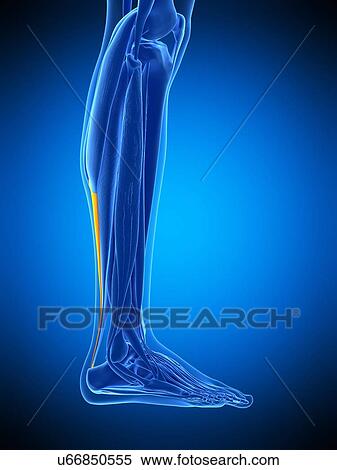 Achilles tendon, illustration View Large Photo Image Stock Photography - Achilles tendon, illustration. Fotosearch