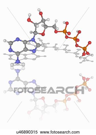 Adenosine triphosphate (ATP) molecule View Large Photo Image Stock Photography - Adenosine triphosphate (ATP) molecule. Fotosearch
