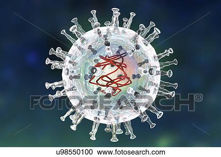 Stock Image - African swine fever virus, illustration. Fotosearch