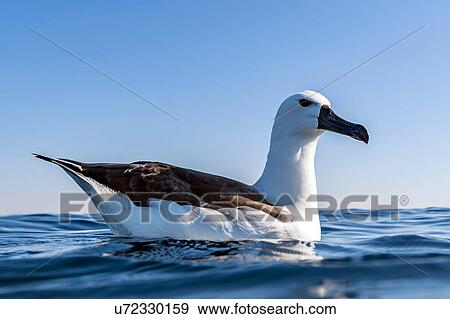 Albatross resting on surface of ocean, Port St. Johns, South Africa View Large Photo Image Stock Photo - Albatross resting on surface of ocean, Port St. Johns, South Africa. Fotosearch