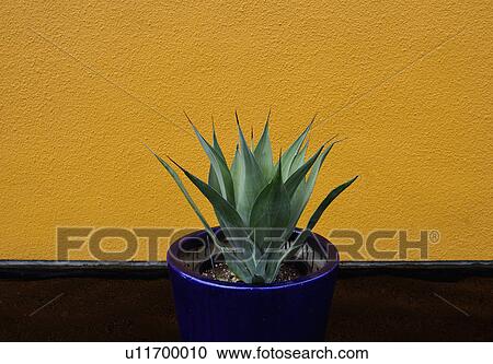 Stock Image - Aloe cactus in pot. Fotosearch