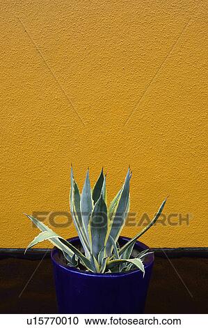 Stock Image - Aloe cactus in pot. Fotosearch