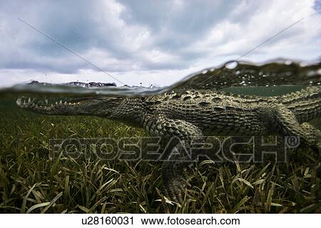 American crocodile (crodoylus acutus) in the shallows of Chinchorro Atoll, Mexico View Large Photo Image Stock Image - American crocodile (crodoylus acutus) in the shallows of Chinchorro Atoll, Mexico. Fotosearch