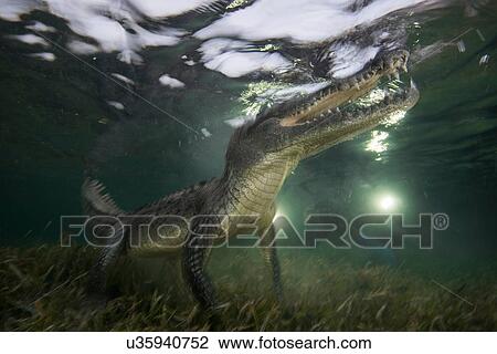 American crocodile (crodoylus acutus) in the shallows of Chinchorro Atoll, Mexico View Large Photo Image Stock Image - American crocodile (crodoylus acutus) in the shallows of Chinchorro Atoll, Mexico. Fotosearch