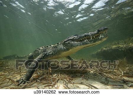 Stock Image - American crocodile (crodoylus acutus) in the shallows of Chinchorro Atoll, Mexico. Fotosearch