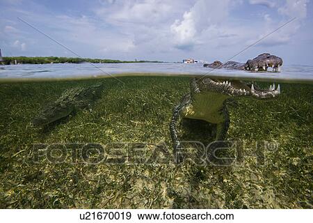 American crocodile (crodoylus acutus) in the shallows of Chinchorro Atoll, Mexico View Large Photo Image Stock Photo - American crocodile (crodoylus acutus) in the shallows of Chinchorro Atoll, Mexico. Fotosearch