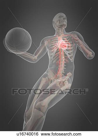 Anatomy of a basketball player, illustration View Large Photo Image Stock Photograph - Anatomy of a basketball player, illustration. Fotosearch